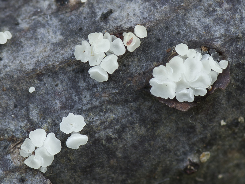 Calycina languida